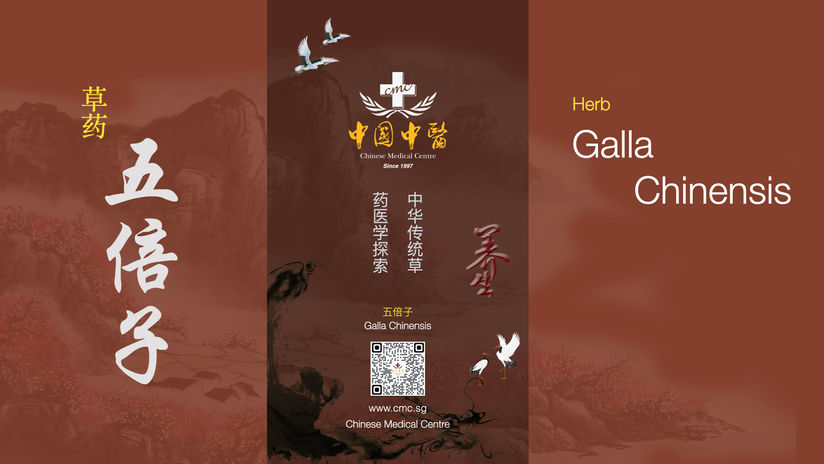 TCM 草药五倍子 / Herb Galla Chinensis